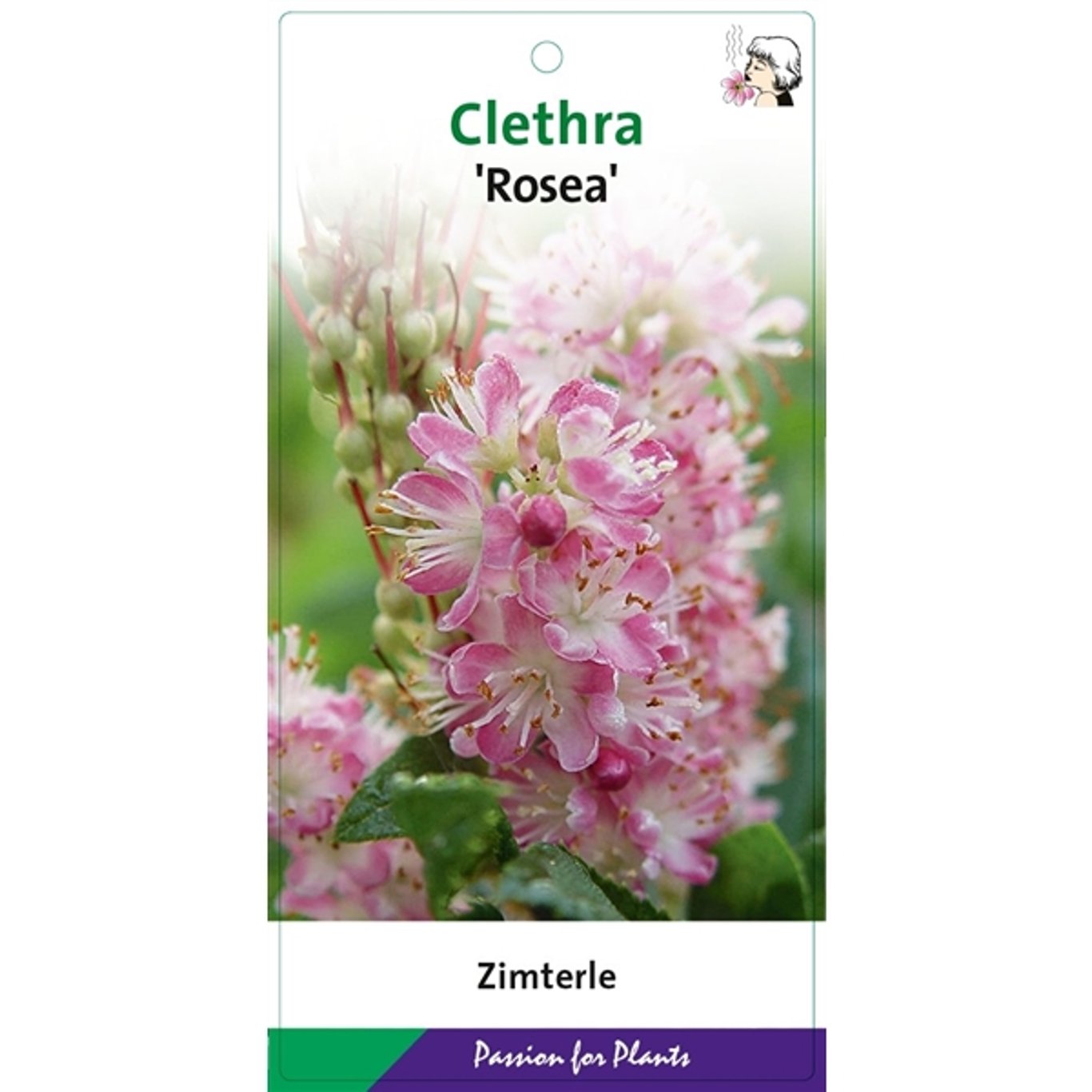 Sommarljusa – Clethra alnifolia 'Rosea' - C5 50-60 CM