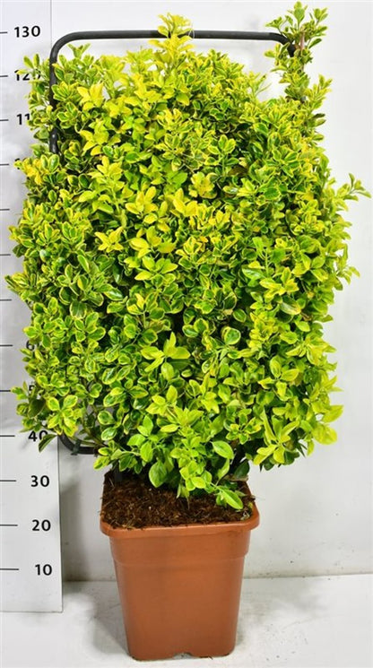 Japansk benved – Euonymus japonicus &