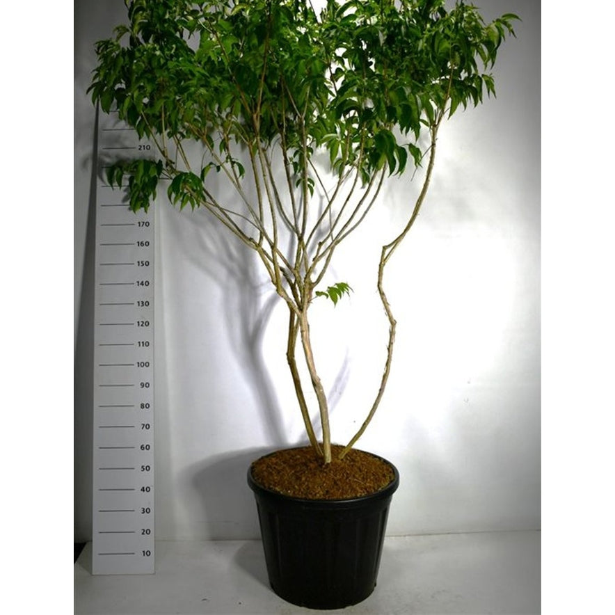 Sjudblomsträd – Heptacodium miconioides - C130 200-225 cm. Meerstammig