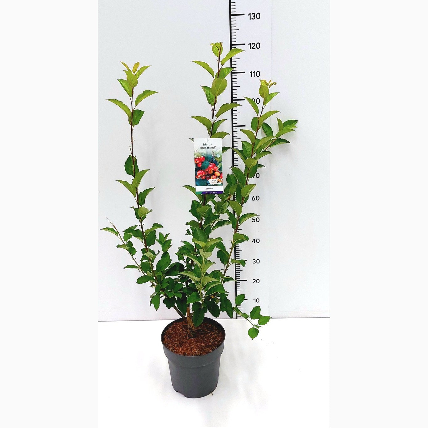 Äpple – Malus 'Royal Ruby' - C7.5 80-100 CM