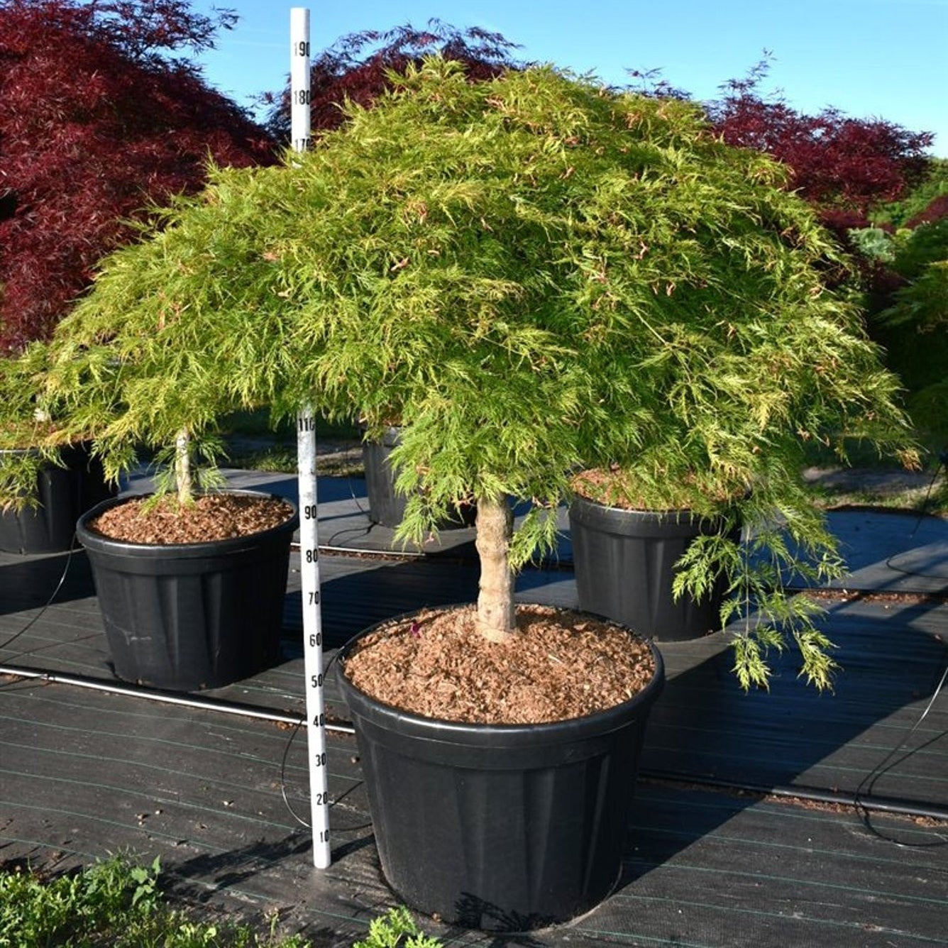 Japansk lönn – Acer pal. 'Green Lace' - 60 CM Stem Cont.