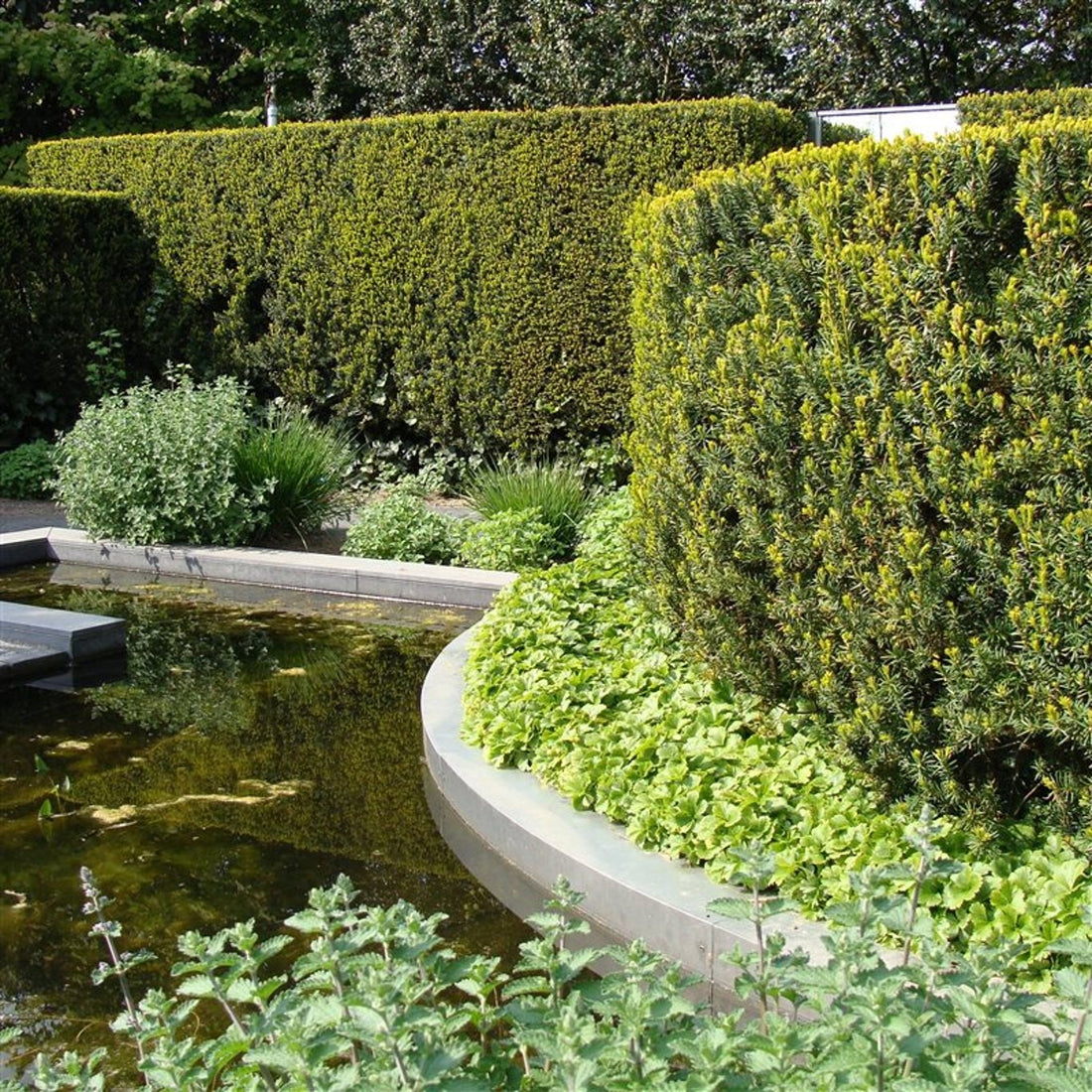 Hybrididegran – Taxus media &