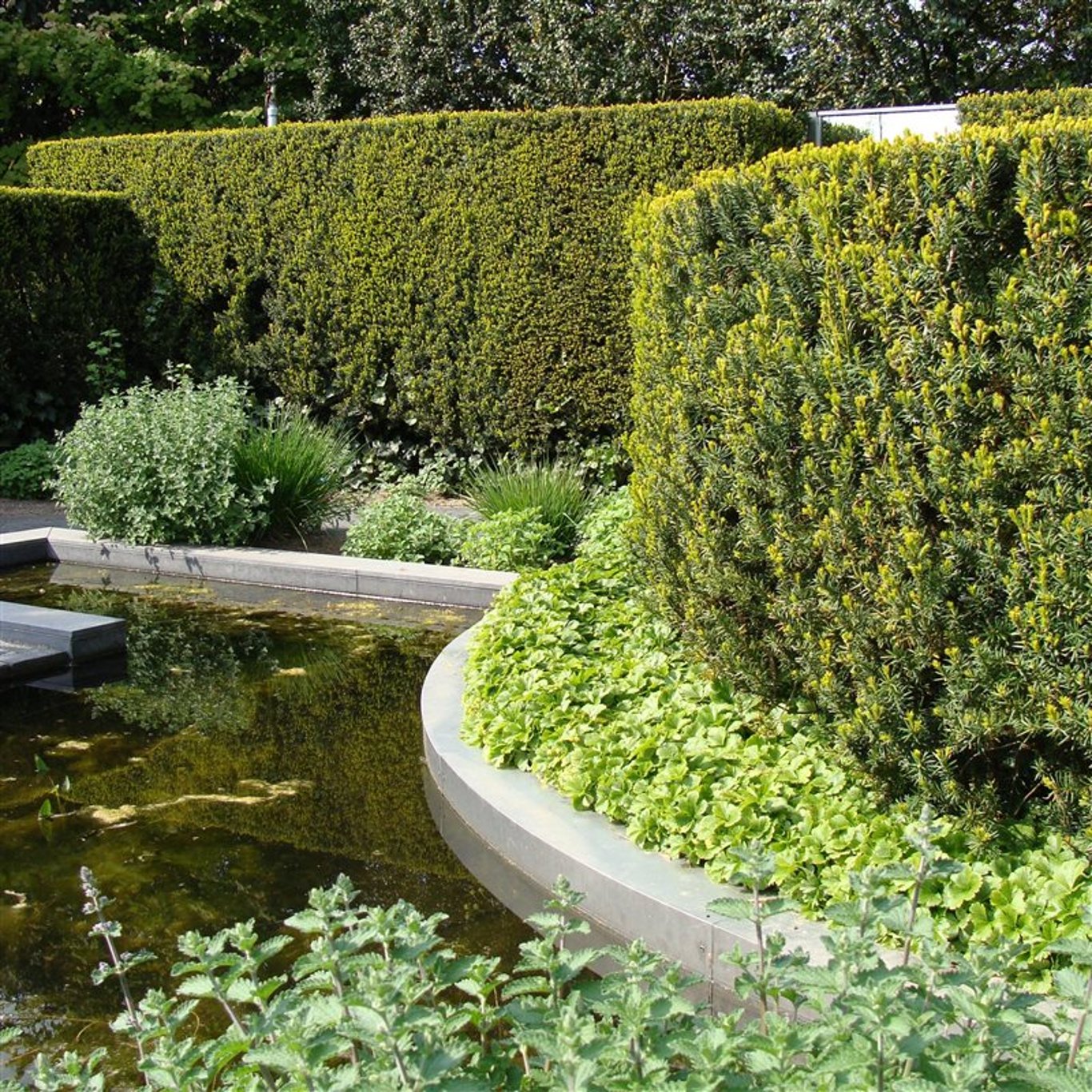 Hybrididegran – Taxus media 'Hicksii' - P18 PATIO