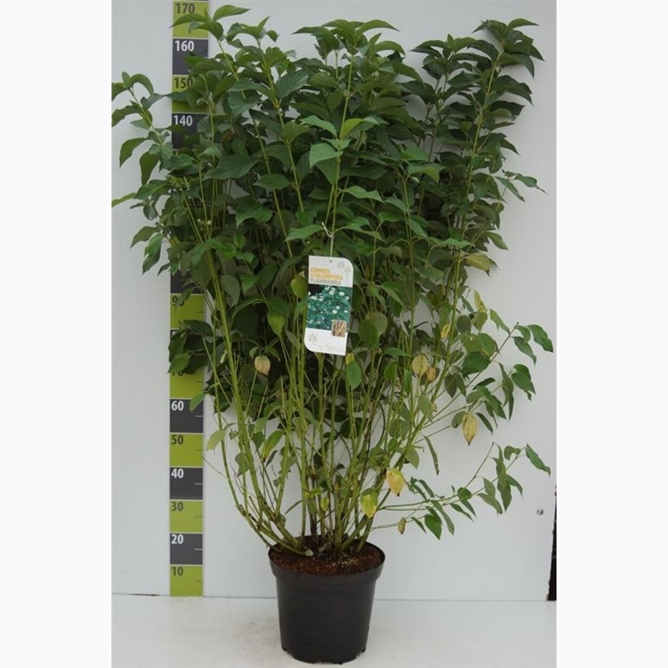 Kornell – Cornus sericea 'Flaviramea' - C12 100-125 CM