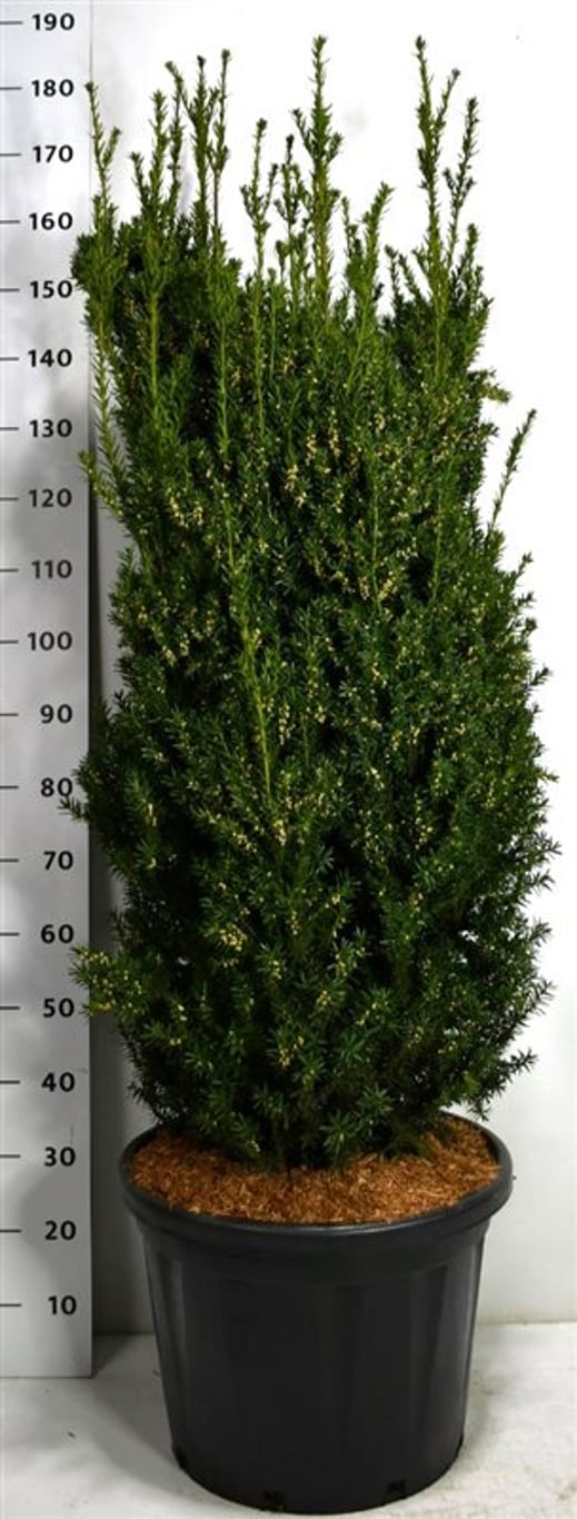 Hybrididegran – Taxus media 'Hillii' - C45 120-140 cm.