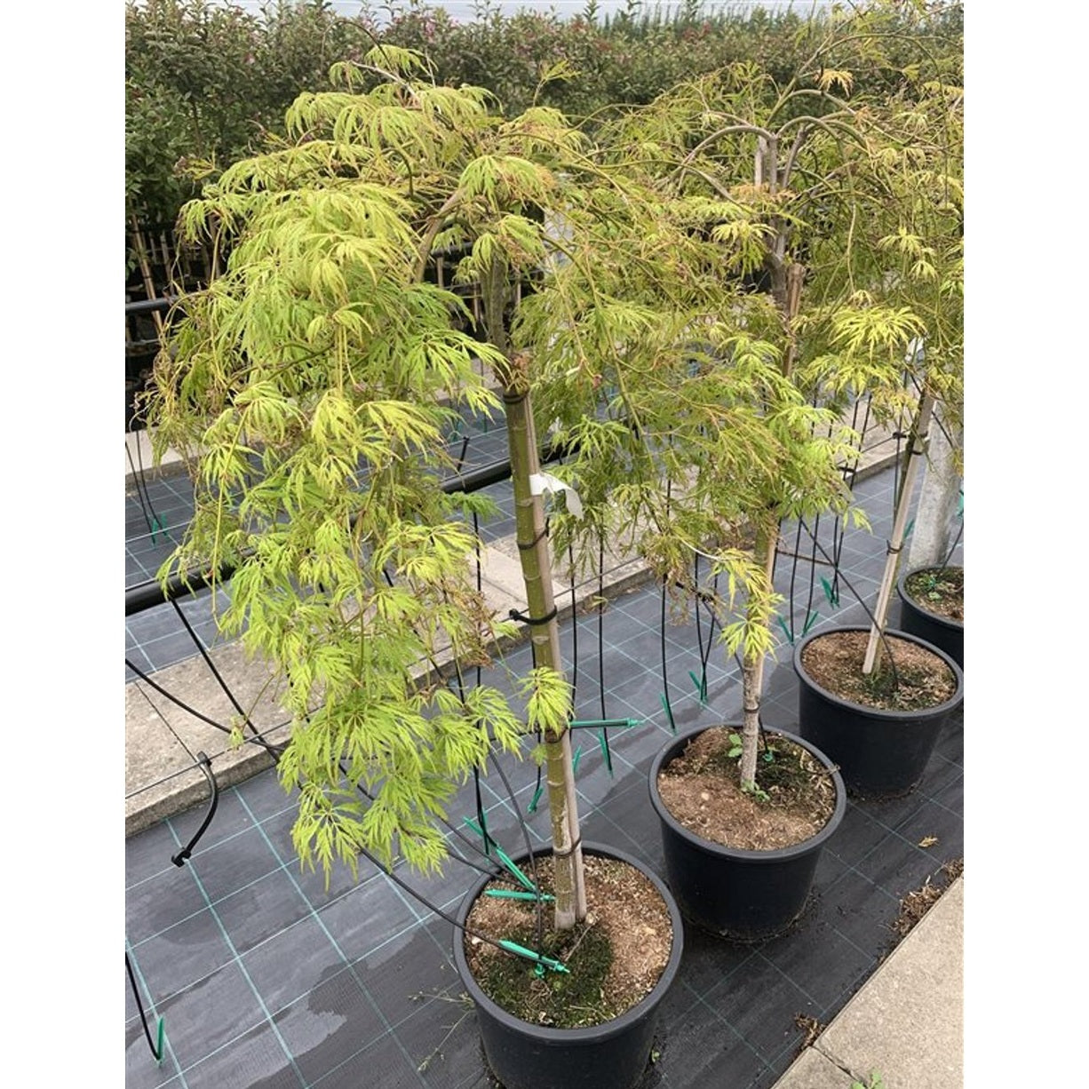 Japansk lönn – Acer pal. 'Dissectum Flavescens' - 150 CM Stem C10