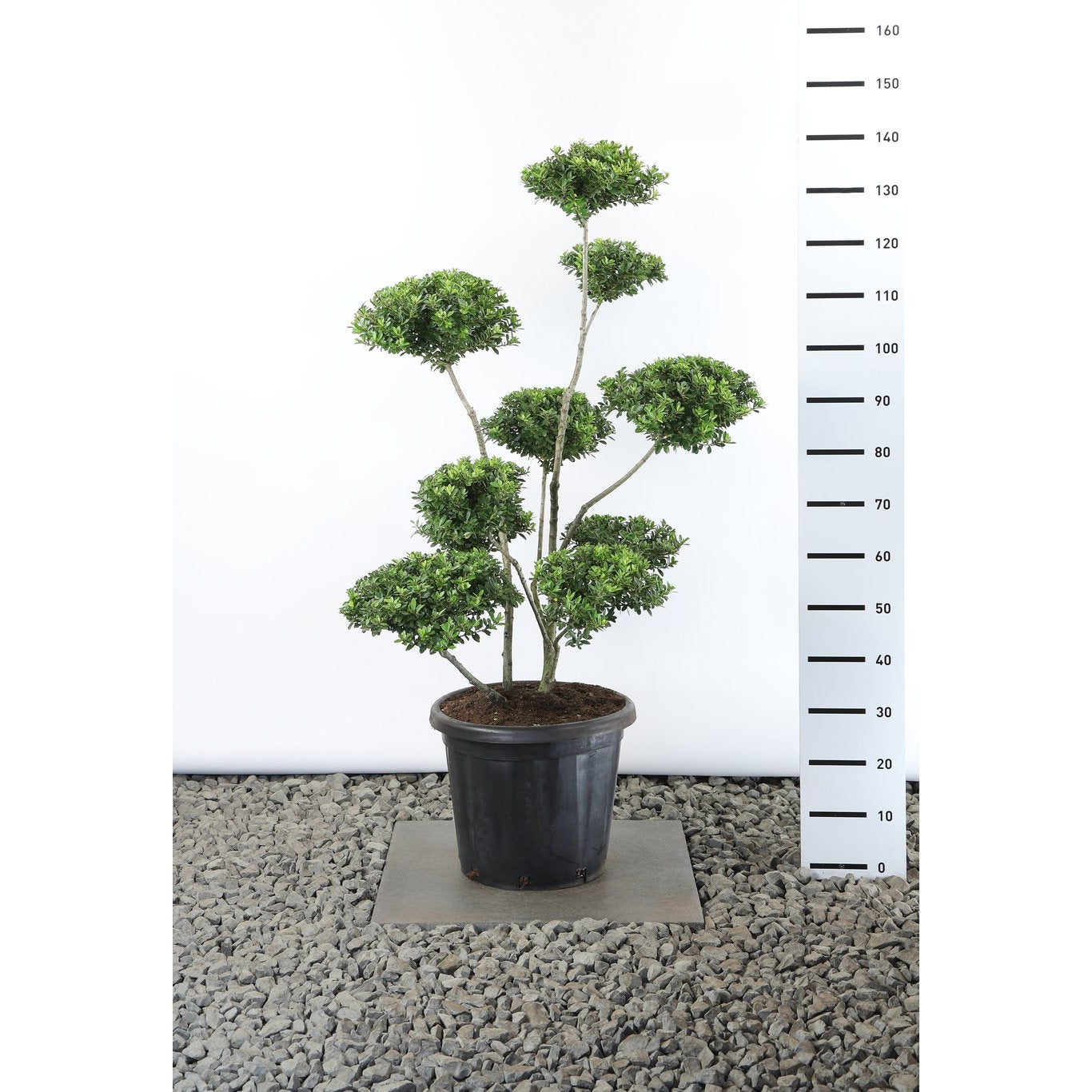 Järnek – Ilex maximowicziana kanehirae - 100-125 CM Multiplateau EXTRA in Cont.