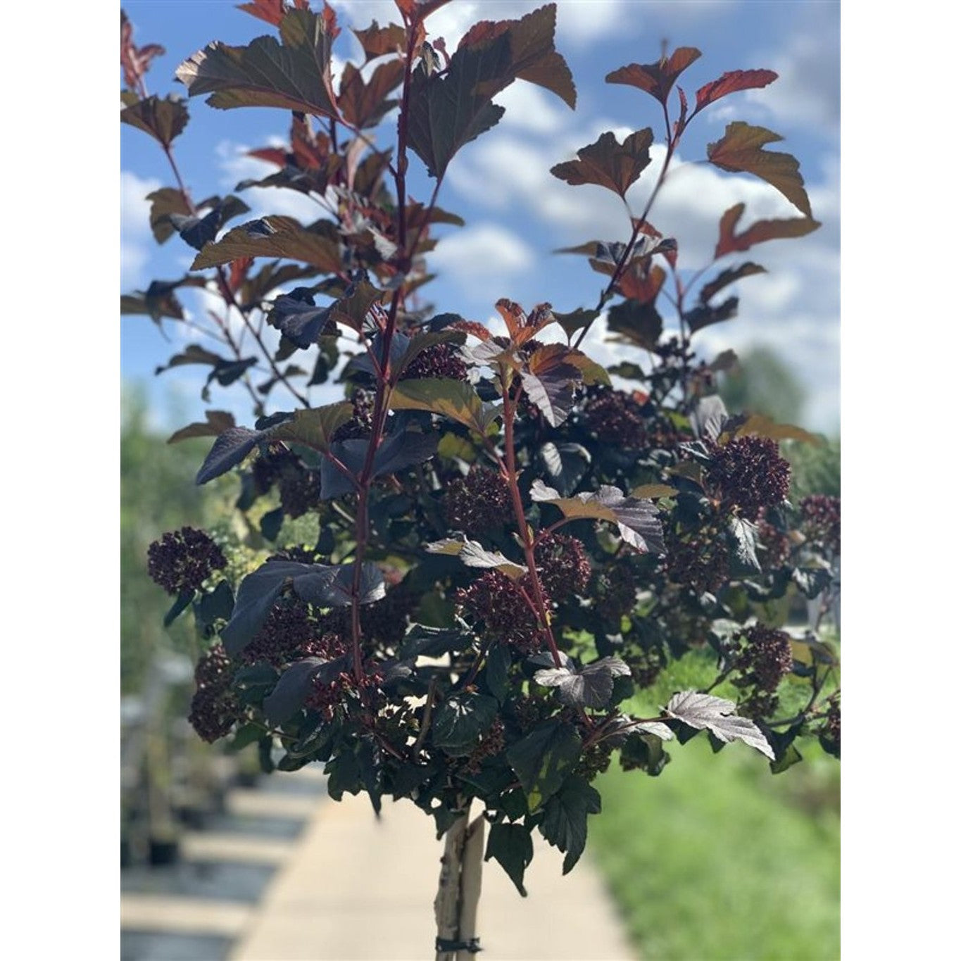 Smällspirea – Physocarpus opulifolius 'Lady in Red'® - 120 CM Stem C12