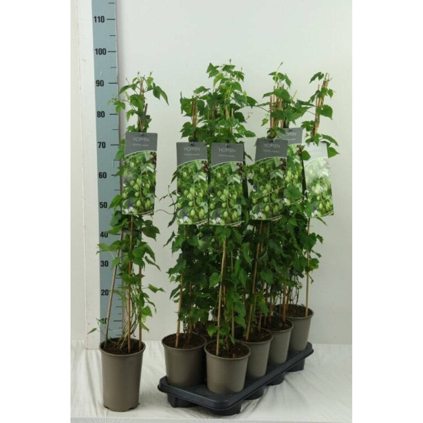 Humle – Humulus lupulus - C2 60-80 CM Stick