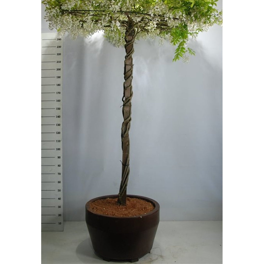 Japansk blåregn – Wisteria brachybotrys 'Yokohama fuji' - C160 200cm. Hoogstam Dakvorm