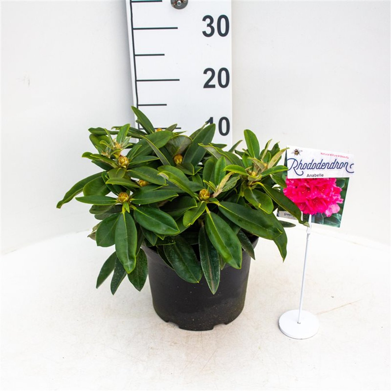 Rhododendron – Rhododendron (Y); 'Arabella' - C5 30/+ CM