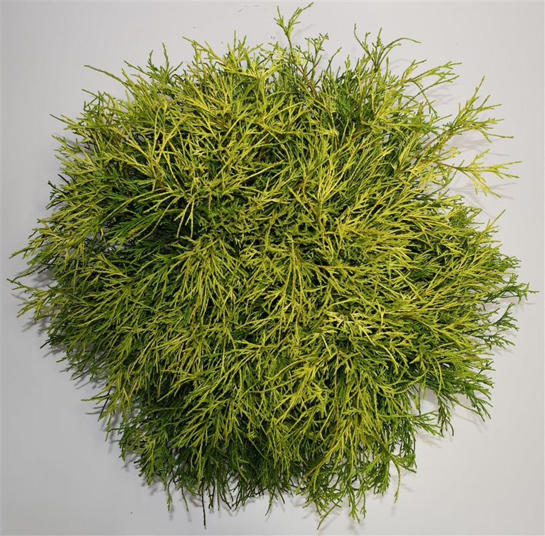 Ädelcypress – Chamaecyparis pisifera &