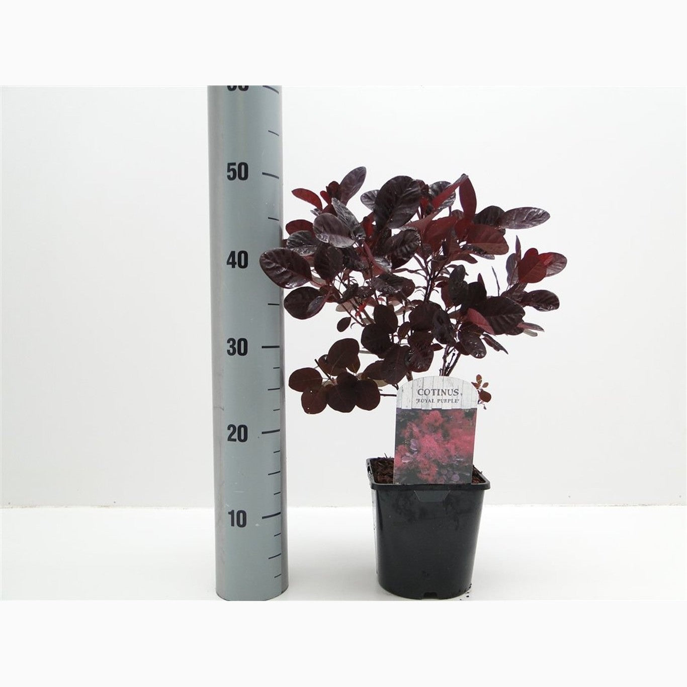 Perukbuske – Cotinus coggygria 'Royal Purple' - C2