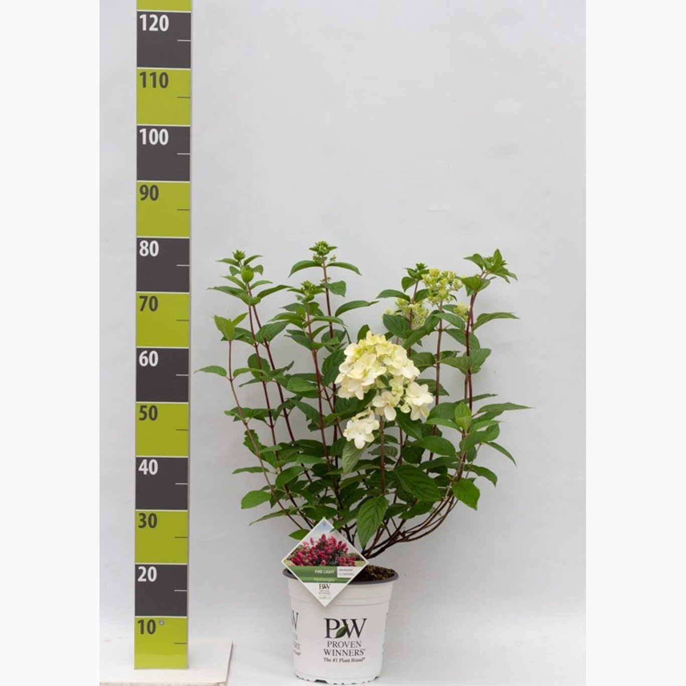 Syrenhortensia – Hydrangea paniculata 'Firelight'® - C4,6 50-60 CM