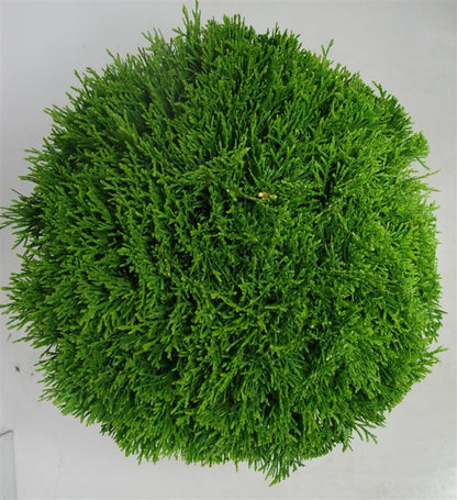 Thuja – Thuja occidentalis &