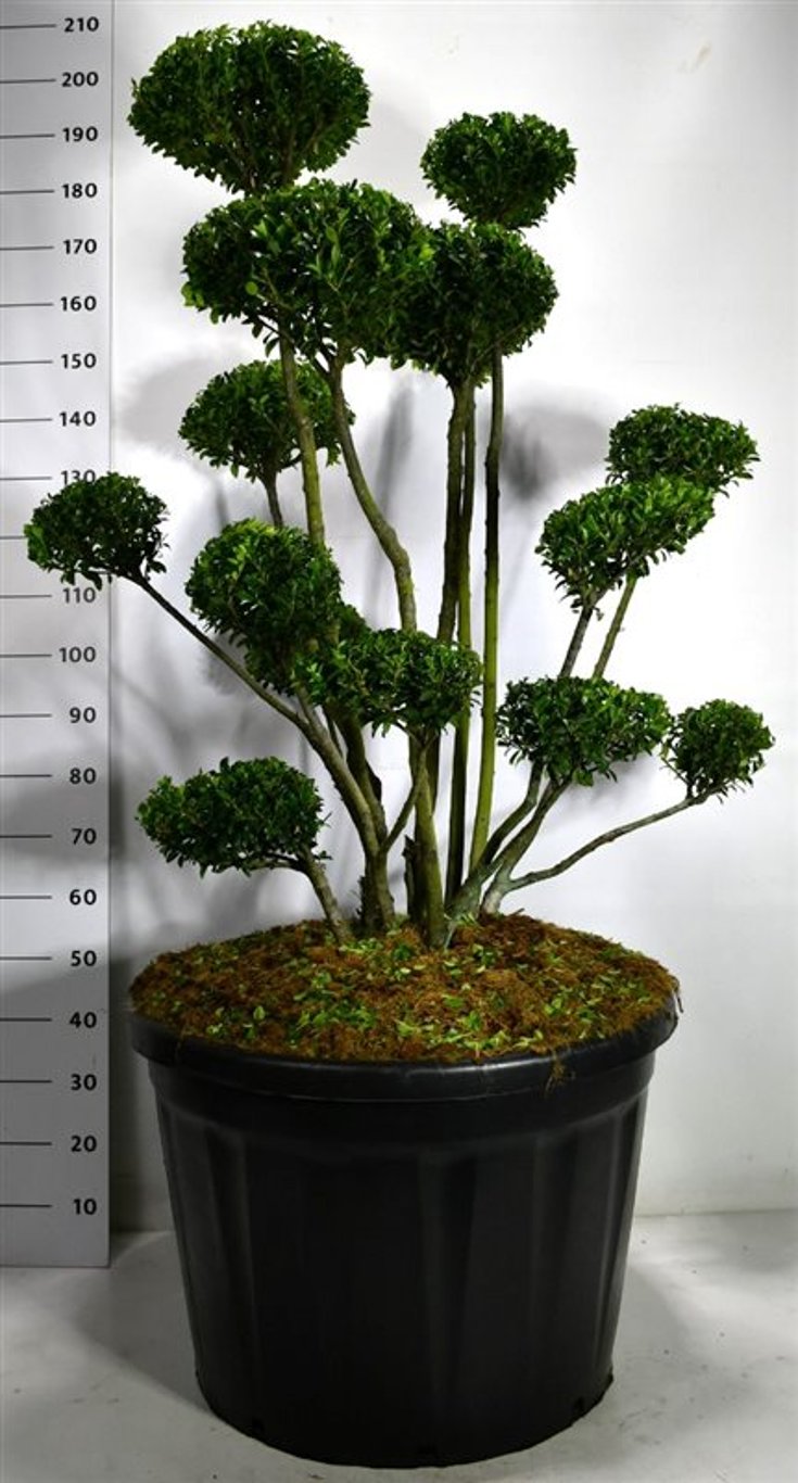 Ilex mutchagara - C180 100-125 cm. Bonsai