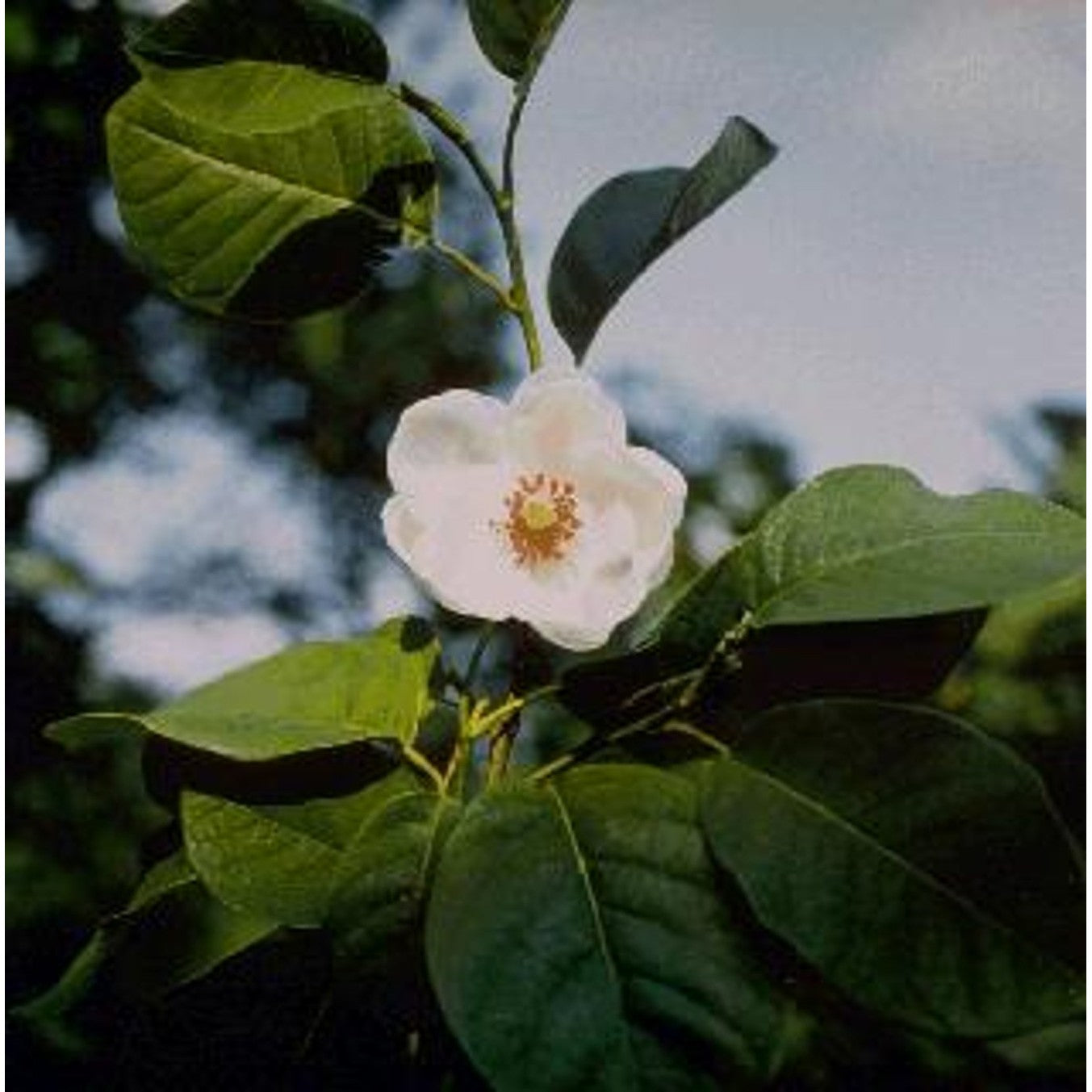 Magnolia – Magnolia 'Shirazz' - C25 4/6 HO/ST