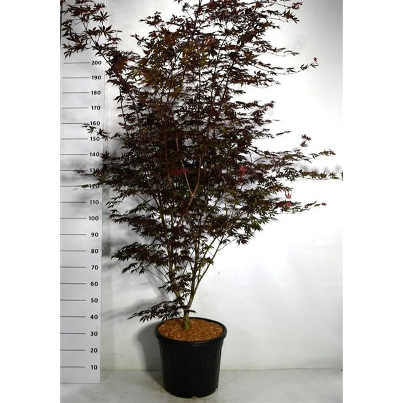 Japansk lönn – Acer palmatum 'Trompenburg' - C35 200-225 cm.