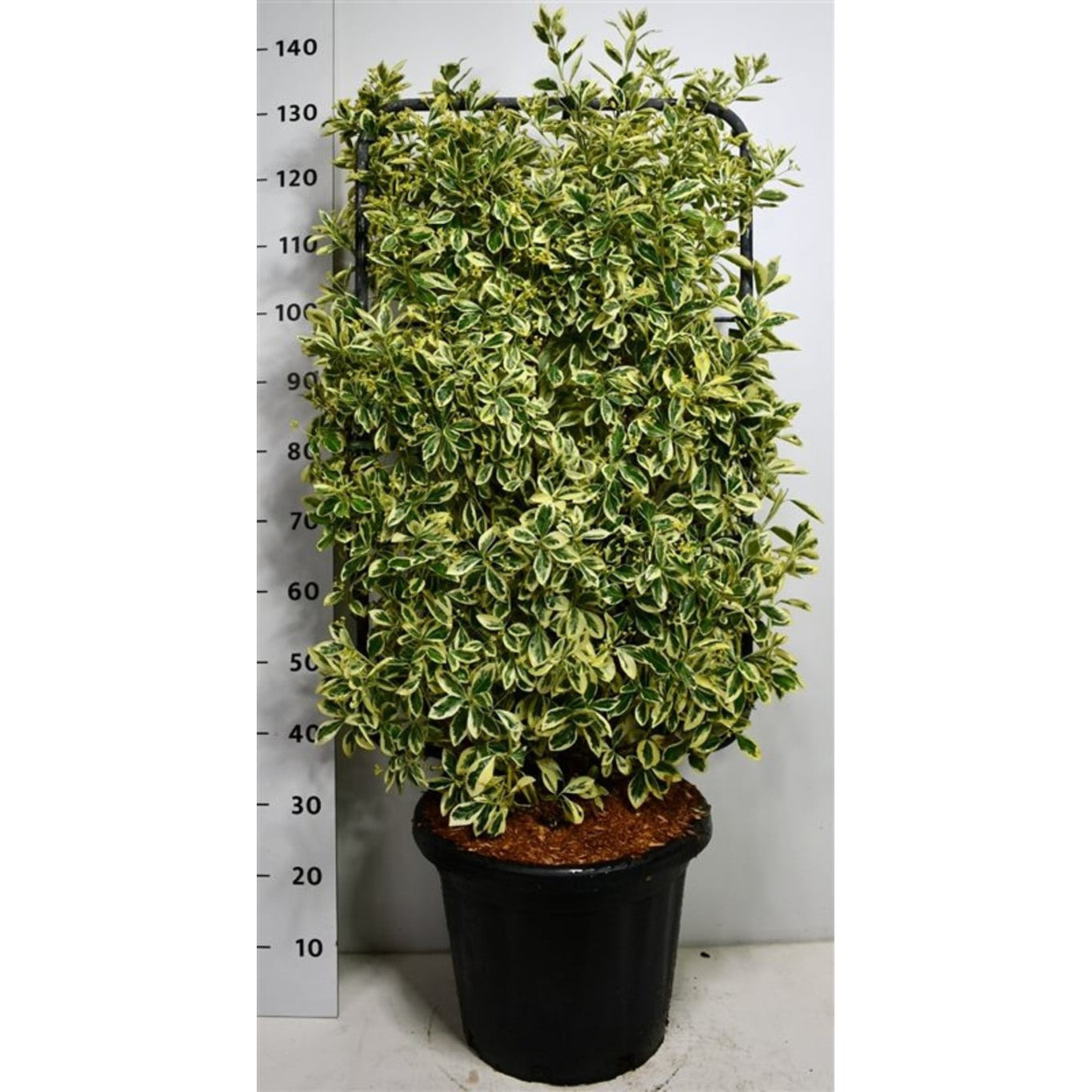 Japansk benved – Euonymus japonicus 'Bravo' - C25 100 cm. Scherm