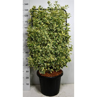 Japansk benved – Euonymus japonicus 'Bravo' - C25 100 cm. Scherm