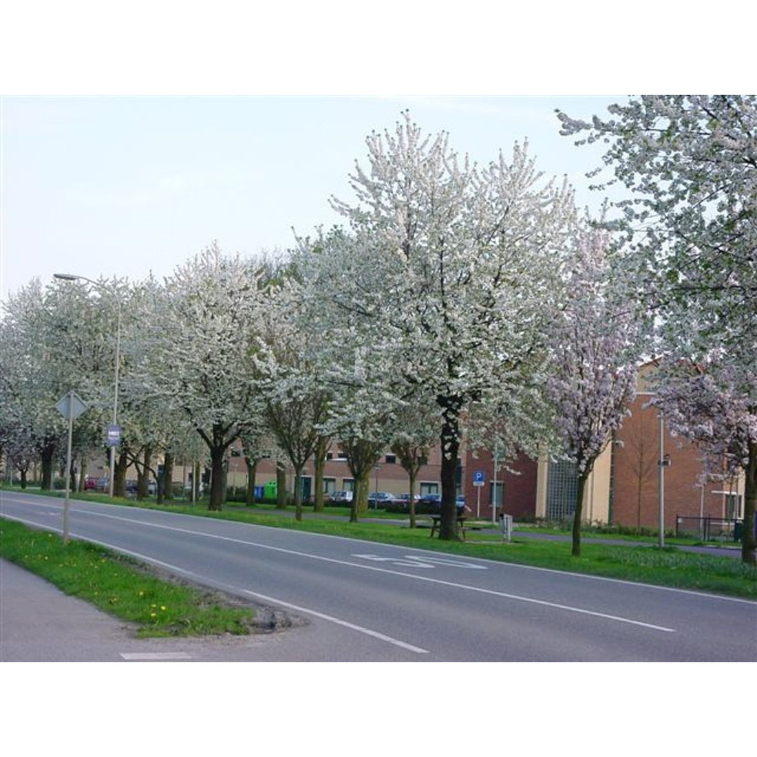 Körsbär – Prunus avium &