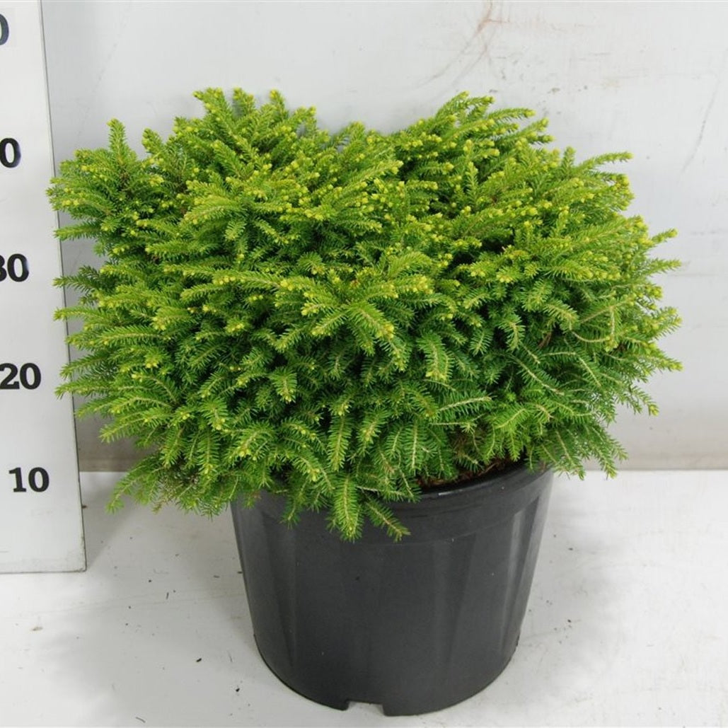 Gran – Picea abies &