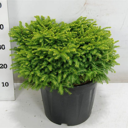 Gran – Picea abies &