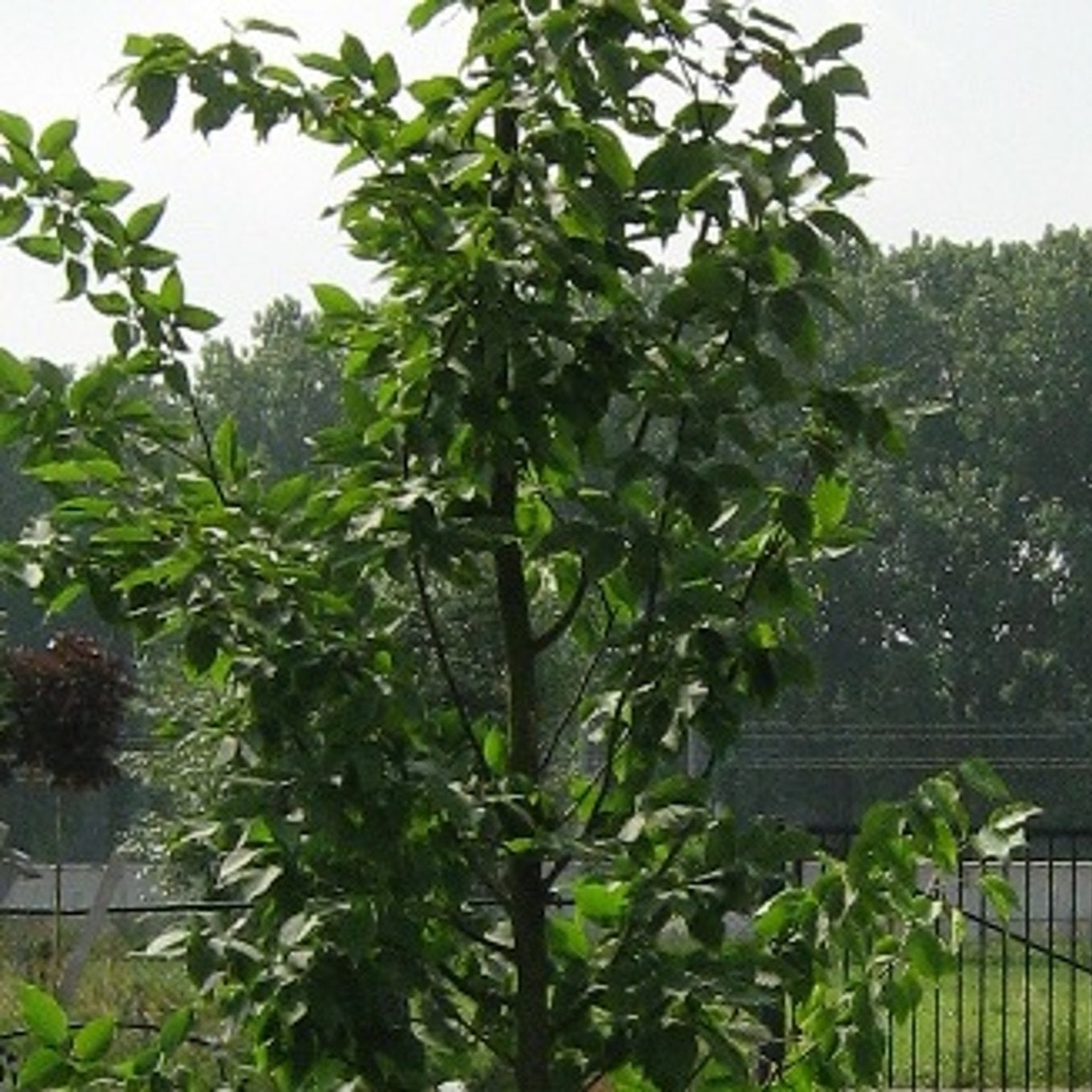 Avenbok – Carpinus betulus 'Frans Fontaine' - 18/20 Feathered RB