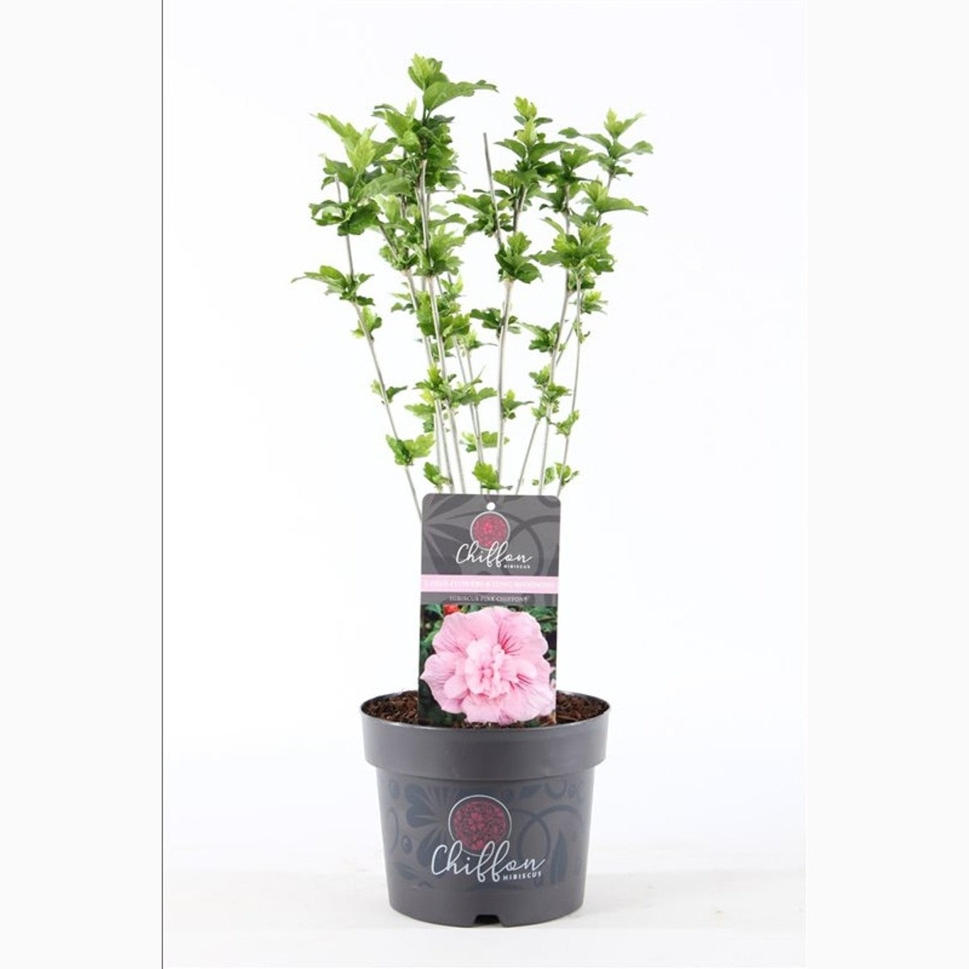 Hibiskus – Hibiscus syriacus 'Pink Chiffon' - C3