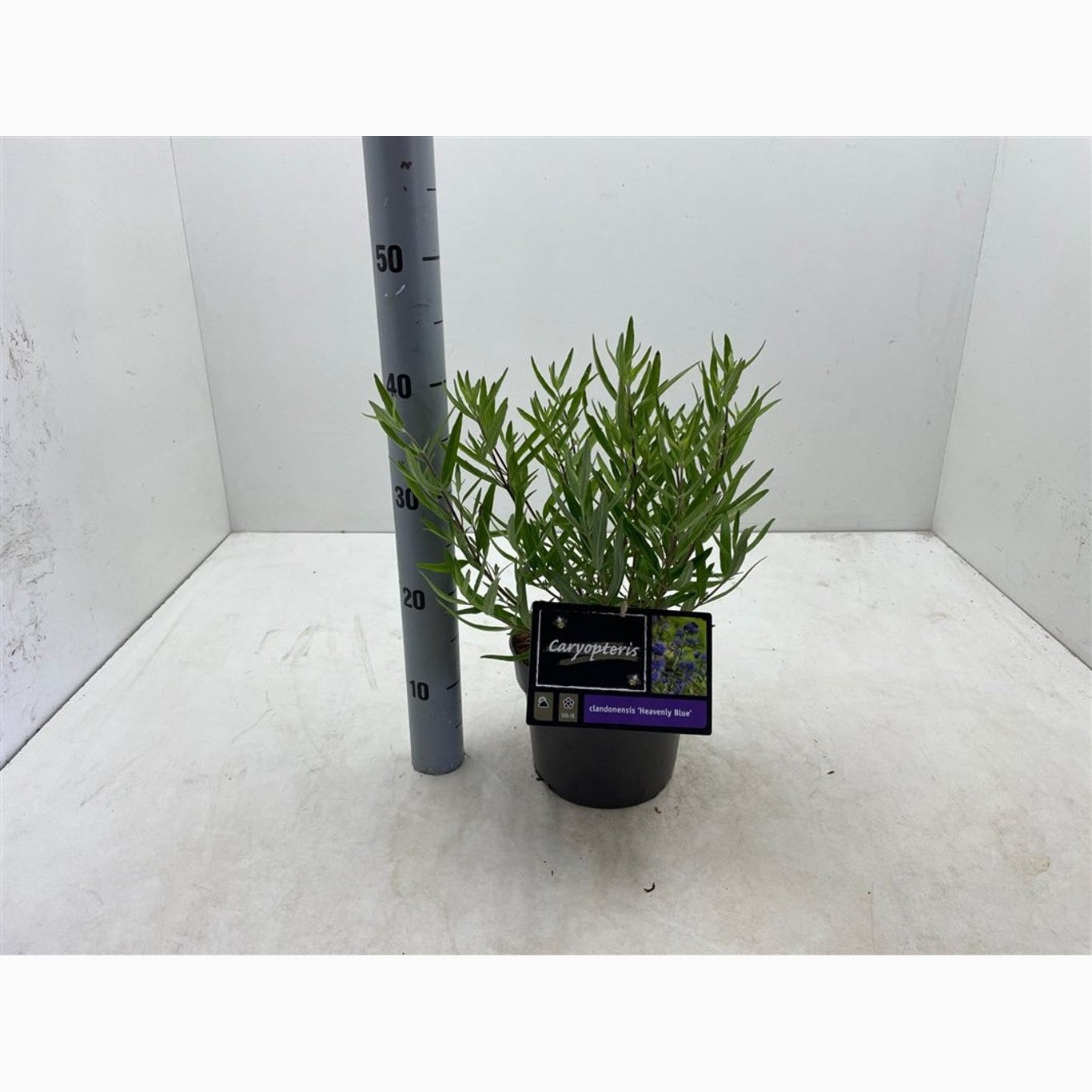 Blåspirea – Caryopteris clandonensis 'Heavenly Blue' - C3