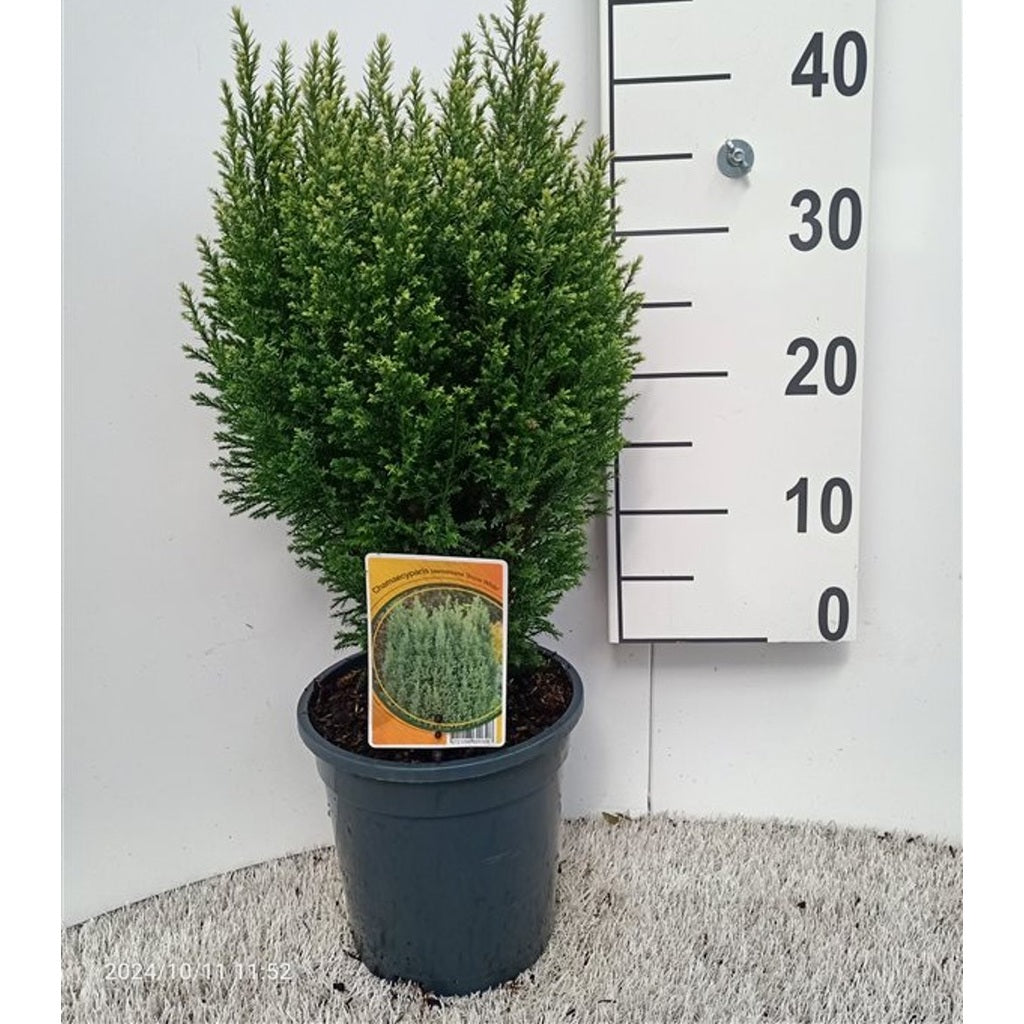 Ädelcypress – Chamaecyparis lawsoniana 'Snow White' - C3 30-40 CM