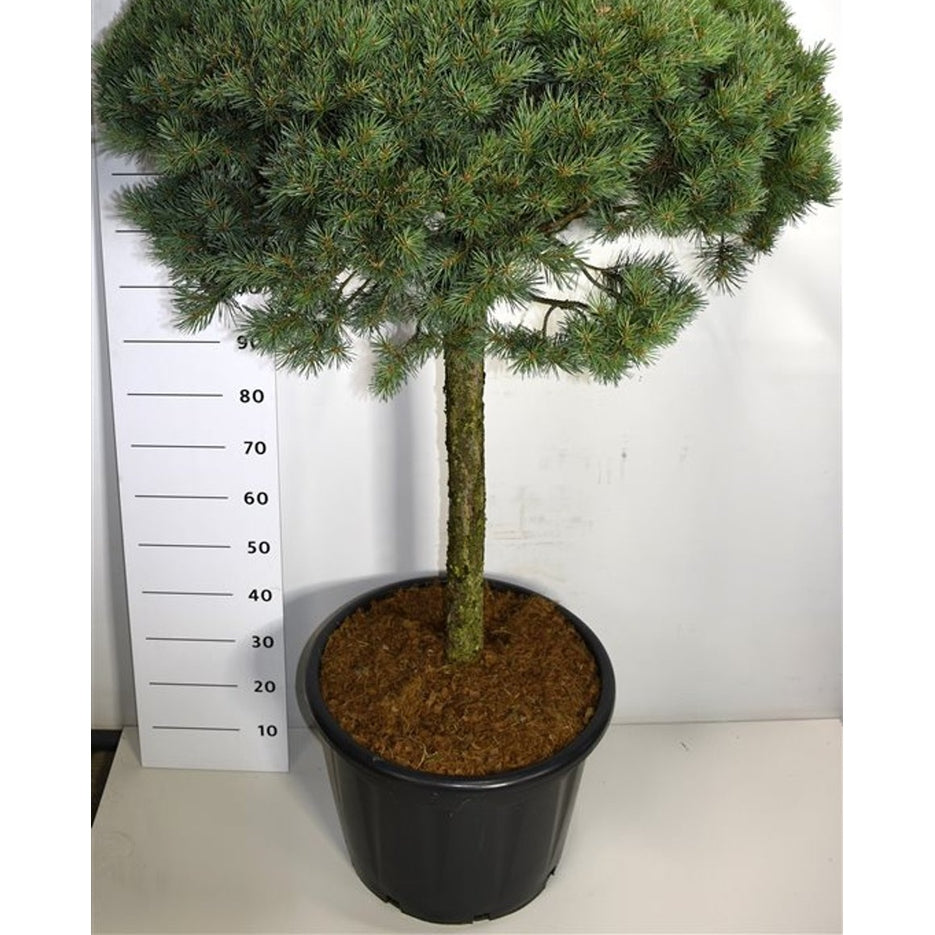 Tall – Pinus sylvestris &