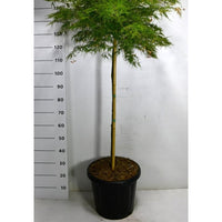 Japansk lönn – Acer palmatum 'Inaba-shidare' - C25 100 cm. Stam