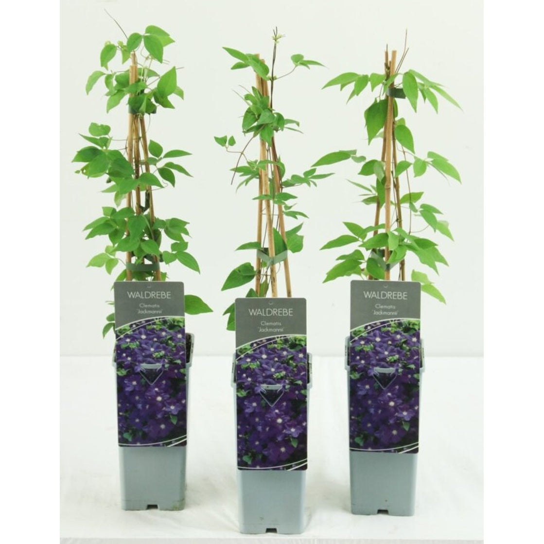 Klematis – Clematis 'Jackmanii' - C2 50-60 CM 3 Stick