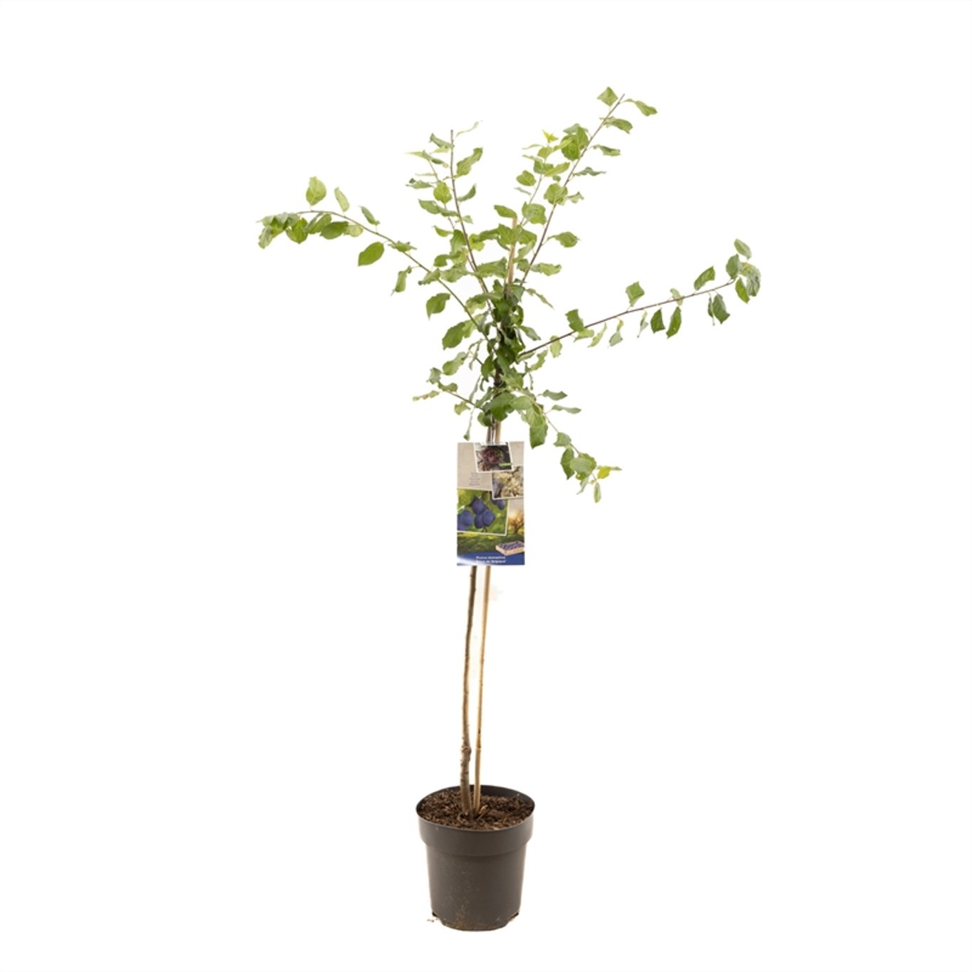 Plommon – Prunus domestica 'Bleue de Belgique' - C7.5 Halfstem