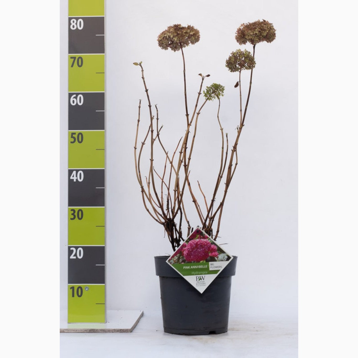 Klätterhortensia – Hydrangea petiolaris - C4,6 40-60 CM