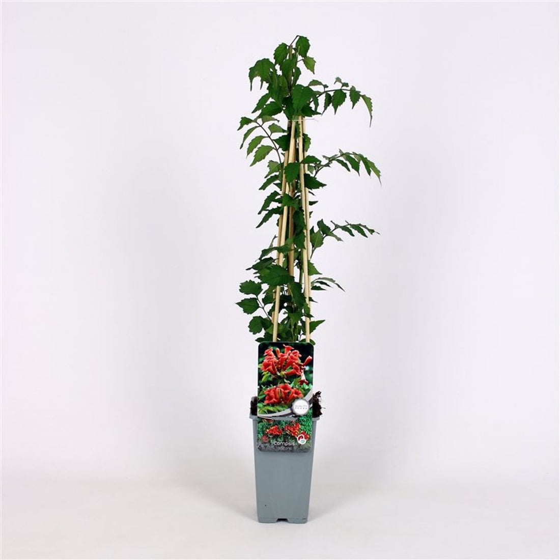 Trumpetranka – Campsis radicans - C2 70/+ CM