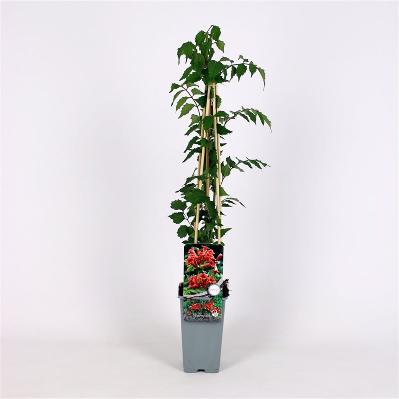 Trumpetranka – Campsis radicans - C2 70/+ CM