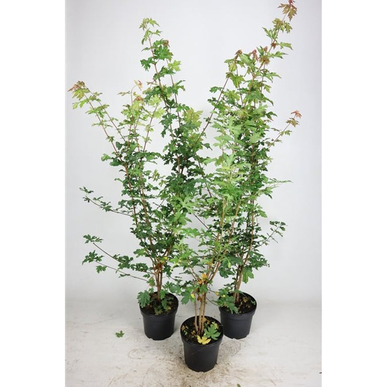 Fältlönn – Acer campestre - C5 100-125 CM