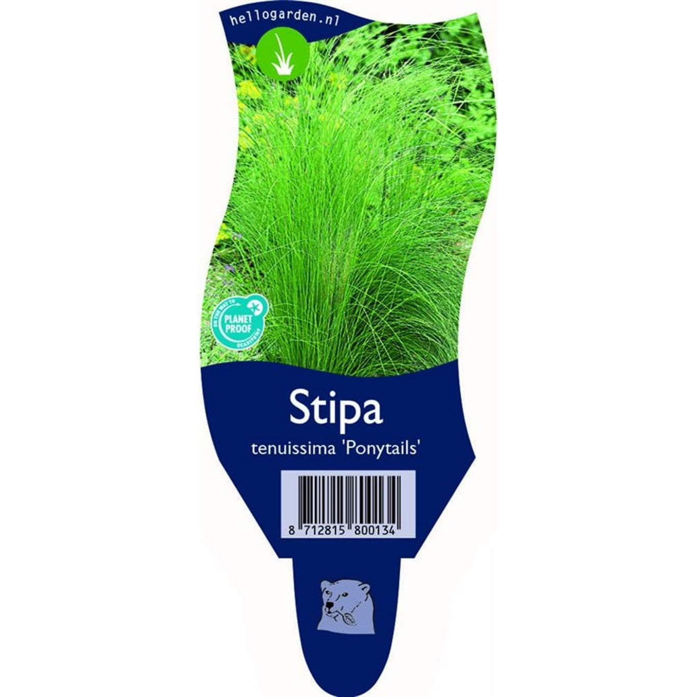 Fjädergräs – Stipa tenuissima 'Ponytails' - P11