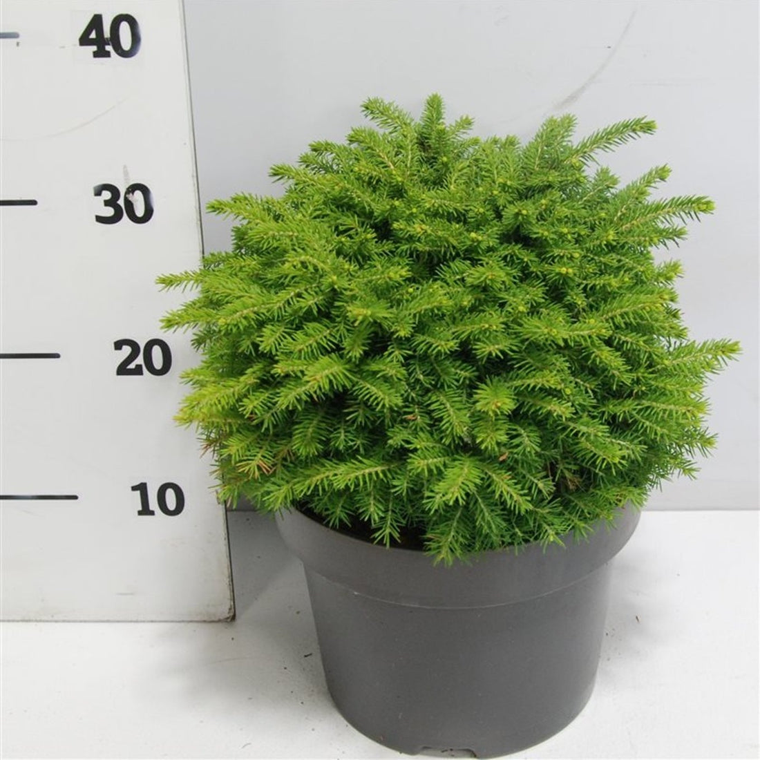 Gran – Picea abies &