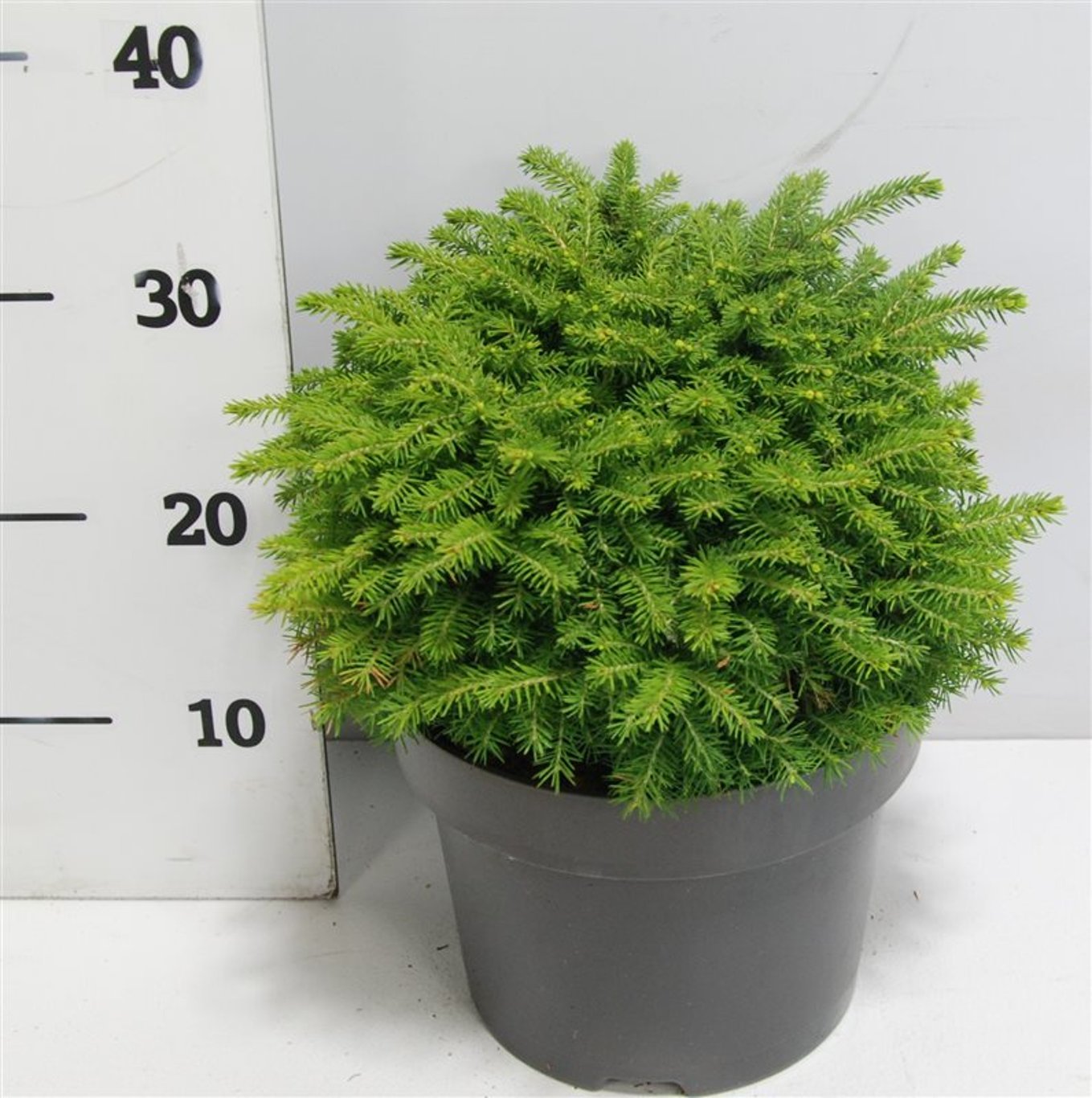 Gran – Picea abies 'Little Gem' - C5 30-40 cm.