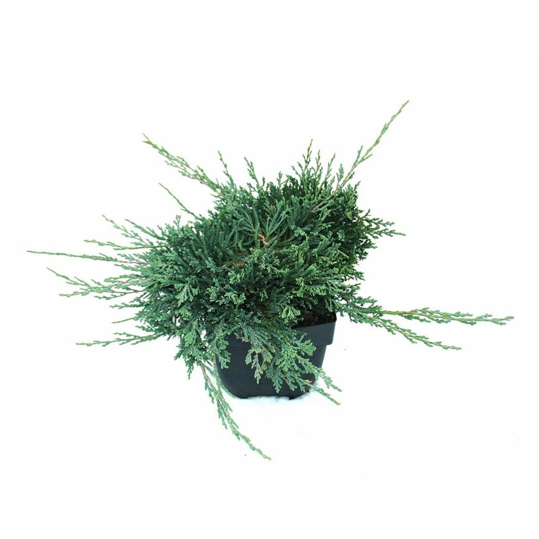 Kryp-en – Juniperus horizontalis 'Wiltonii' - C2