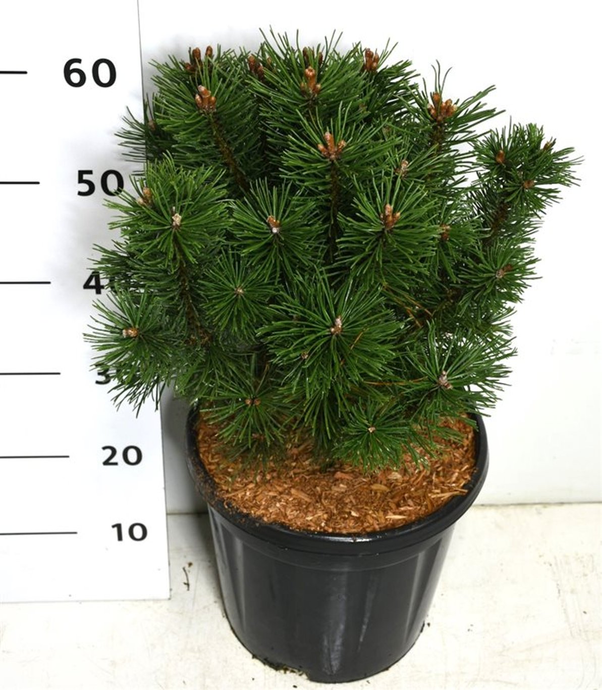 Bergtall – Pinus mugo &