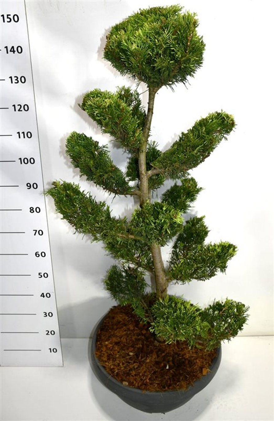 Cypresscypress – Cupressocyparis leylandii 'Gold Rider' - C45 125 cm. Bonsai