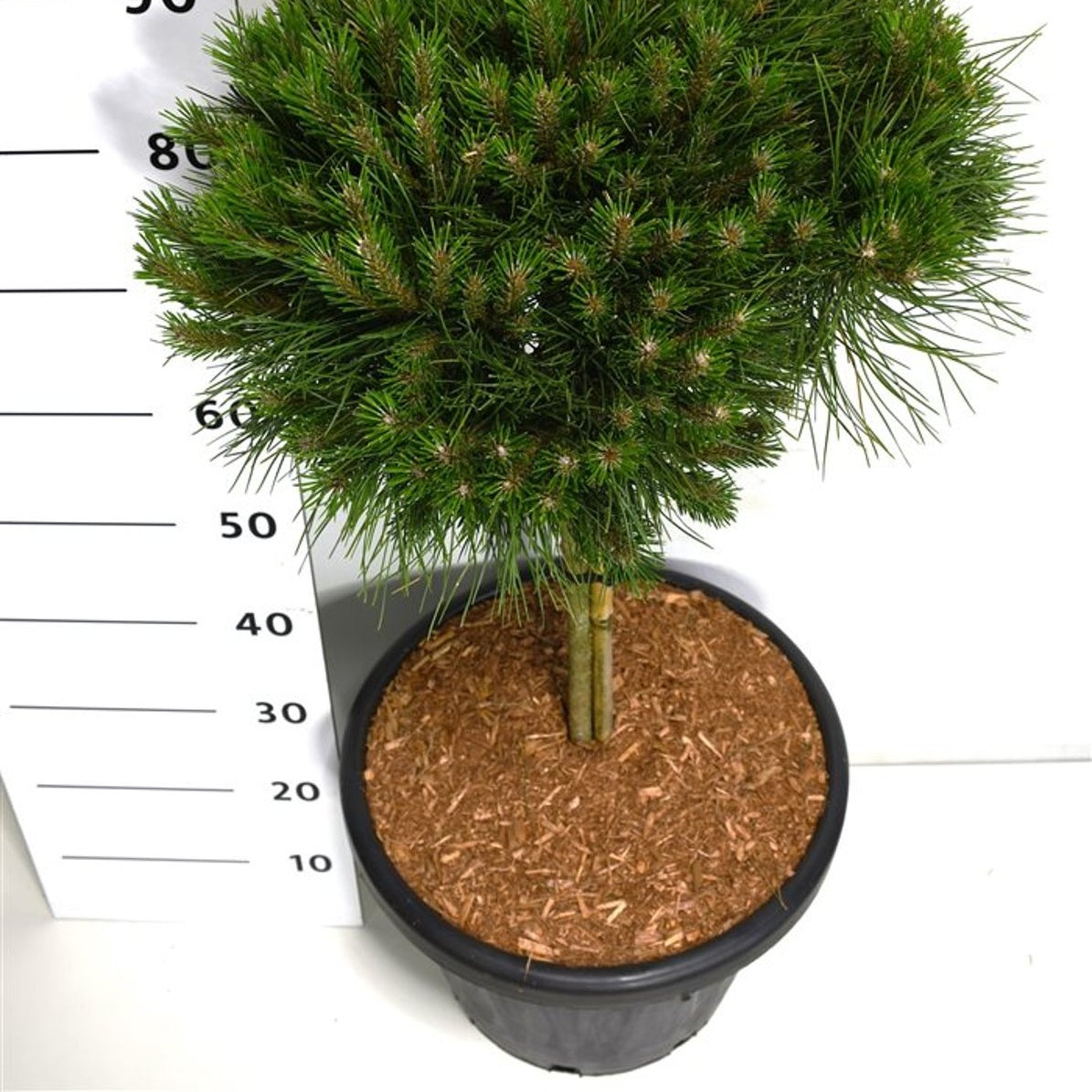 Svarttall – Pinus nigra 'Bambino' - C25 40 cm. Stam