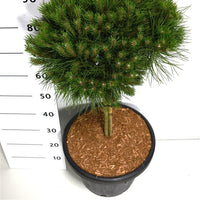 Svarttall – Pinus nigra 'Bambino' - C25 40 cm. Stam