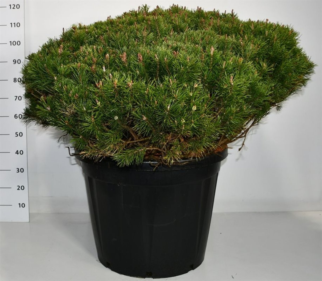 Bergtall – Pinus mugo pumilio - C110 90-100 cm. Levendesteen