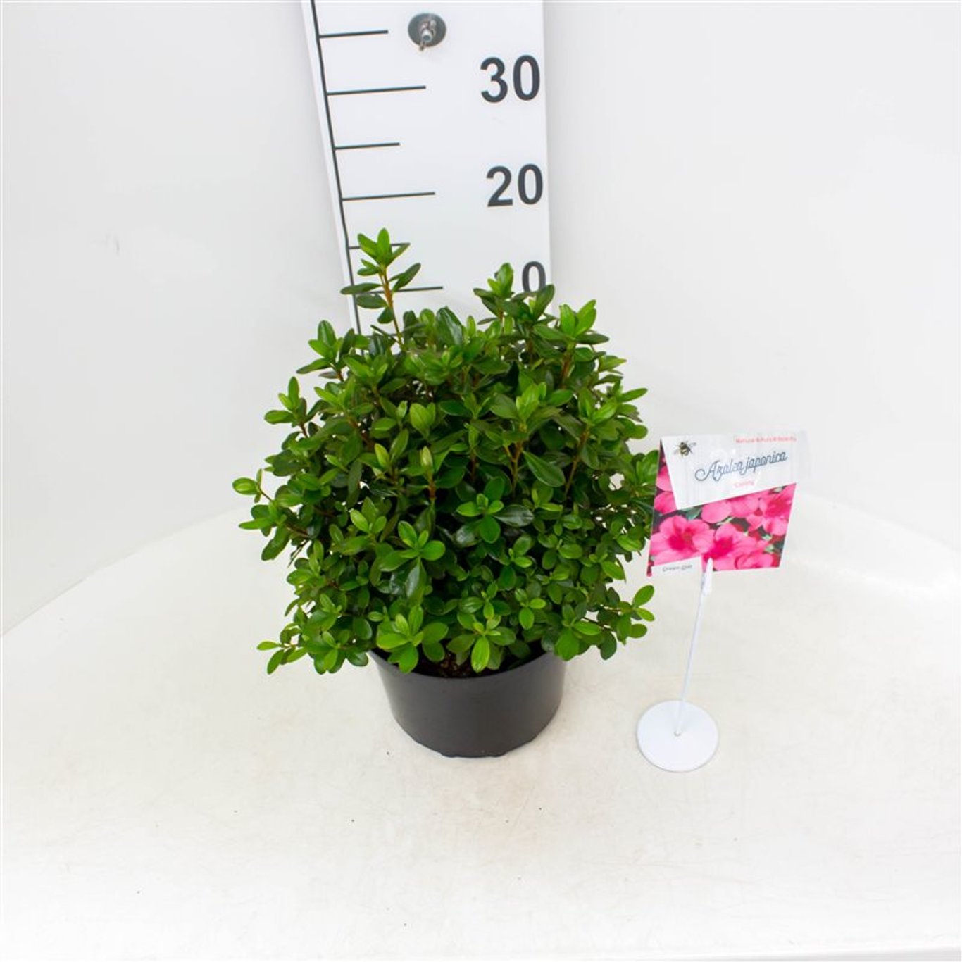 Rhododendron – Rhododendron (AJ); 'Conny' - C4 25-30 CM