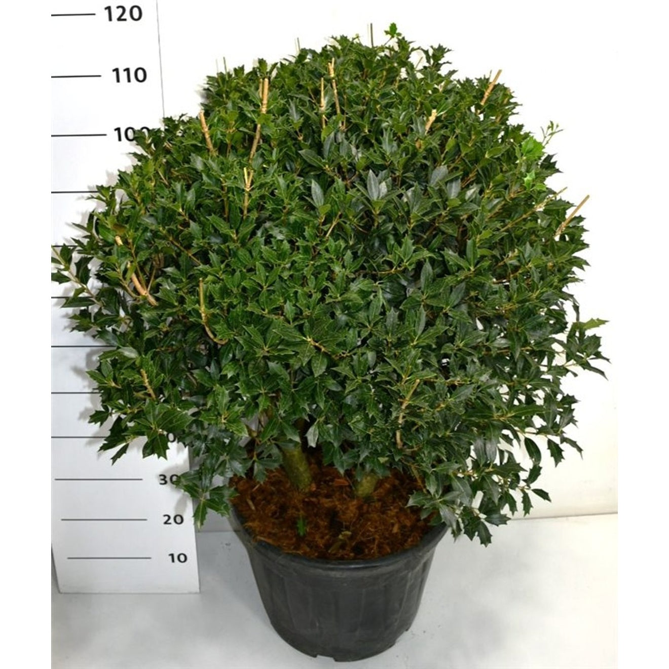 Taggblad – Osmanthus heterophyllus - C35 90-100 cm. Meerstammig